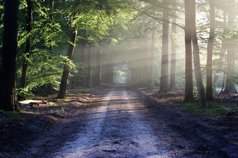 Walking path in the forest